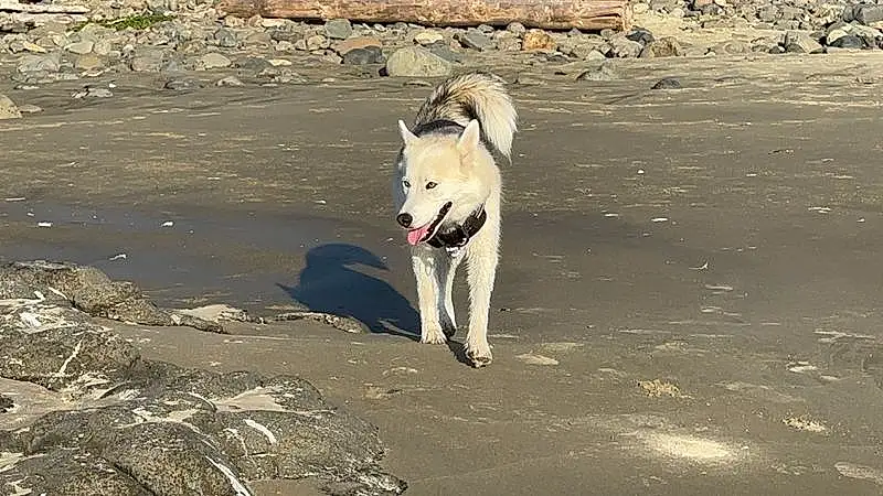 Dog, Dog breed, Carnivore, Water, Working Animal, Canidae, Sand, Collar, Beach, Shadow, Ocean, Companion dog, Working Dog, Non-sporting Group, Terrestrial Animal, Landscape