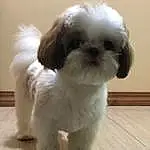 Dog, Dog breed, Carnivore, Ear, Companion dog, Fawn, Liver, Shih Tzu, Toy Dog, Working Animal, Snout, Dog Supply, Canidae, Furry friends, Natural Material, Tail, Maltepoo, Terrestrial Animal, Pet Supply