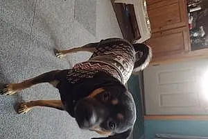 Chihuahua Dog Ranger
