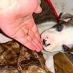Dog, Dog breed, Carnivore, Whiskers, Companion dog, Finger, Fawn, Working Animal, Snout, Nail, Paw, Canidae, Furry friends, Terrestrial Animal, Ball, Puppy love, Street dog, Puppy, Soil