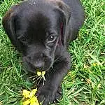 Dog, Plant, Carnivore, Dog breed, Grass, Liver, Companion dog, Groundcover, Snout, Gun Dog, Working Animal, Terrestrial Animal, Flower, Herbaceous Plant, Furry friends, Dog Collar, Collar, Borador, People In Nature