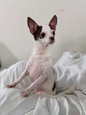 Name Chihuahua Dog Nala