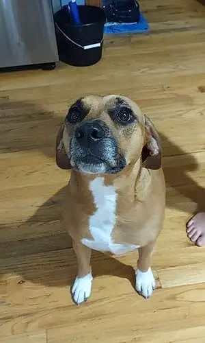 Name Beagle Dog Daisy