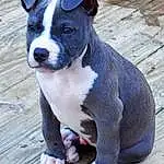 Dog, Dog breed, Canidae, American Staffordshire Terrier, American Pit Bull Terrier, Carnivore, Snout, Staffordshire Bull Terrier, Non-sporting Group, Pit Bull, Bull And Terrier, Fawn, Rare Breed (dog), Old English Terrier, Terrier