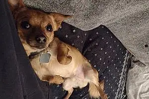 Chihuahua Dog Paco