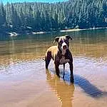 Water, Dog, Plant, Tree, Dog breed, Carnivore, Working Animal, Lake, Sky, Fawn, Natural Landscape, Landscape, Calm, Grass, Wilderness, Companion dog, Wood