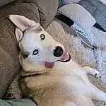 Dog, Dog breed, Jaw, Carnivore, Fawn, Companion dog, Sled Dog, Siberian Husky, Snout, Working Animal, Comfort, Wolf, Spitz, Furry friends, Paw, Foot, Canis, Fang, Canidae