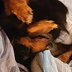 Dog, Comfort, Carnivore, Dog breed, Ear, Fawn, Companion dog, Snout, Whiskers, Furry friends, Nap, Paw, Working Animal, Bed, Sleep, Canidae, House, Duvet, Linens