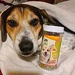 Dog, Carnivore, Dog breed, Companion dog, Drinkware, Pet Supply, Tableware, Whiskers, Snout, Cup, Irishjacks, Canidae, Scent Hound, Food, Ingredient, Dog Food, Dog Supply, Drink