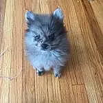 Cat, Wood, Carnivore, Fawn, Felidae, Hardwood, Whiskers, Laminate Flooring, Companion dog, Wood Stain, Small To Medium-sized Cats, Plank, Tail, Paw, Furry friends, Electric Blue, Wood Flooring, Varnish, Claw