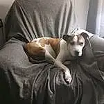Dog, Comfort, Carnivore, Couch, Fawn, Felidae, Dog breed, Companion dog, Small To Medium-sized Cats, Whiskers, Toy Dog, Linens, Working Animal, Hardwood, Furry friends, Sitting, Sighthound, Nap, Slipcover