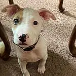 Dog, Dog breed, Carnivore, Working Animal, Fawn, Companion dog, Snout, Collar, Bull And Terrier, Terrestrial Animal, Bull Terrier, Canidae, Non-sporting Group, Toy Dog, Whiskers, Old English Terrier