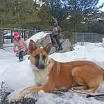 Dog, Snow, Carnivore, Dog breed, Fawn, Tree, Winter, Companion dog, Freezing, Dog Hiking, Sky, Chair, Hat, Working Dog, Herding Dog, Guard Dog, Furry friends, Collar, Canidae