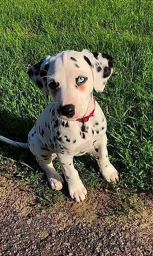 Dalmatian Dog Duke