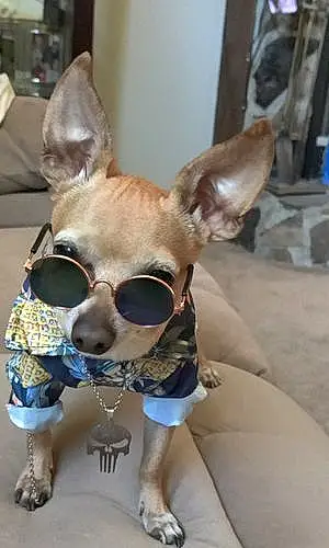 Name Chihuahua Dog Sebastian