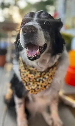 Bearded Collie Dog Liberty