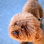 Dog, Eyes, Dog breed, Carnivore, Companion dog, Fawn, Toy Dog, Snout, Water Dog, Poodle, Working Animal, Terrier, Furry friends, Canidae, Dog Collar, Pet Supply, Labradoodle, Poodle Crossbreed, Small Terrier