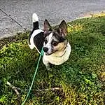 Dog, Plant, Dog breed, Carnivore, Leaf, Grass, Fawn, Companion dog, Working Animal, Snout, Tail, Lawn, Groundcover, Whiskers, Boston Terrier, Tree, Collar, Toy Dog