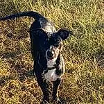 Dog breed, Carnivore, Dog, Reptile, Plant, Grass, Fawn, Terrestrial Animal, Grassland, Tail, Snout, Canidae, Soil, Shadow, Water Bird, Working Animal, Hunting Dog, Safari
