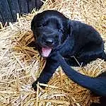 Dog, Dog breed, Canidae, Carnivore, Labrador Retriever, Patterdale Terrier, Straw, Hunting Dog, Snout, Flat-coated Retriever, Retriever, Borador, Field Trial, Beagador, Puppy