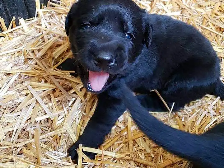 Dog, Dog breed, Canidae, Carnivore, Labrador Retriever, Patterdale Terrier, Straw, Hunting Dog, Snout, Flat-coated Retriever, Retriever, Borador, Field Trial, Beagador, Puppy