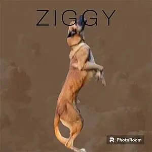 Name Belgian Shepherd Malinois Dog Ziggy