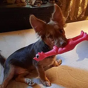 Name Chihuahua Dog Gus