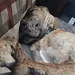 Dog, Comfort, Dog breed, Carnivore, Fawn, Companion dog, Snout, Wrinkle, Tartan, Terrestrial Animal, Working Animal, Furry friends, Canidae, Plaid, Wood, Nap, Guard Dog, Non-sporting Group, Collar