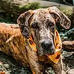 Dog, Carnivore, Working Animal, Dog breed, Fawn, Collar, Plant, Snout, Dog Collar, Wilderness, Canidae, Grass, Terrestrial Animal, Trunk, Working Dog, Guard Dog, Soil, Military Camouflage, Rock