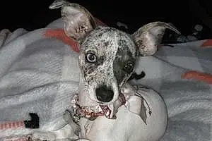 Chihuahua Dog Nova