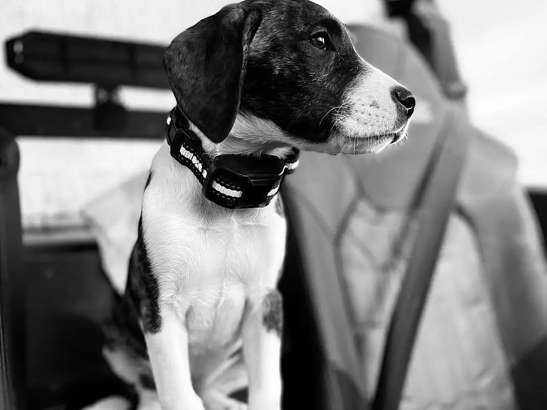 Dog, White, Black, Carnivore, Collar, Style, Dog breed, Black-and-white, Companion dog, Scent Hound, Whiskers, Dog Collar, Pet Supply, Black & White, Canidae, Comfort, Hound, Monochrome, Dog Supply