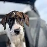 Dog, Carnivore, Companion dog, Whiskers, Dog breed, Canidae, Scent Hound, Windshield, Hunting Dog, Working Animal