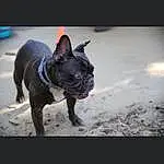 Dog, Felidae, Bulldog, Carnivore, Boston Terrier, Whiskers, Flash Photography, Companion dog, Fawn, Dog breed, Toy Dog, Snout, French Bulldog, Dog Collar, Darkness, Working Animal, Tail, Small To Medium-sized Cats, Pug