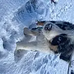 Snow, Dog, Carnivore, Dog breed, Freezing, Winter, Canidae, Furry friends, Window, Whiskers, Tail, Paw