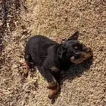 Dog, Dog breed, Carnivore, Fawn, Terrestrial Animal, Working Animal, Snout, Grass, Canidae, Soil, Paw, Furry friends, Shadow, Companion dog, Tail, Working Dog, Hunting Dog, Guard Dog