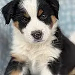 Dog, Carnivore, Dog breed, Companion dog, Whiskers, Working Animal, Herding Dog, Canidae, Terrestrial Animal, Working Dog, Puppy