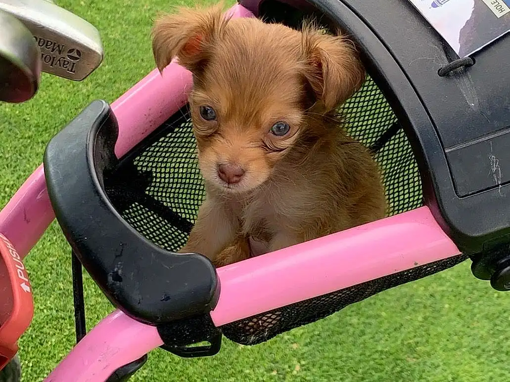 Chair, Luggage And Bags, Carnivore, Bag, Grass, Fawn, Baby Carriage, Folding Chair, Companion dog, Dog breed, Vroom Vroom, Vehicle, Bicycle Handlebar, Fashion Accessory, Baby Products, Leash, Toy Dog, Plant