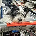 Dog, Dog breed, Carnivore, Wheel, Companion dog, Toy Dog, Tire, Shelf, Bicycle, Snout, Bicycle Tire, Terrier, Working Animal, Dog Supply, Small Terrier, Canidae, Automotive Tire, Fence, Metal