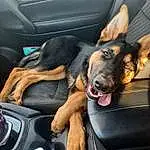 Dog, Automotive Design, Carnivore, Vehicle, Dog breed, Vroom Vroom, Car Seat Cover, Auto Part, Vehicle Door, Car Seat, Companion dog, Steering Wheel, Personal Luxury Car, Family Car, Luxury Vehicle, Car, Head Restraint, Comfort, Guard Dog, Working Dog