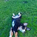 Dog, Dog breed, Carnivore, Grass, Companion dog, Working Animal, Groundcover, Tail, Herding Dog, Lawn, Plant, Canidae, Toy, Working Dog, Furry friends, Terrestrial Animal, Border Collie, Non-sporting Group, Toy Dog