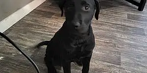 Name Labrador Retriever Dog Bosco