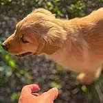 Dog, Carnivore, Gesture, Whiskers, Fawn, Dog breed, Liver, Companion dog, Grass, Snout, Retriever, Plant, People In Nature, Tail, Terrestrial Animal, Furry friends, Nail, Wood