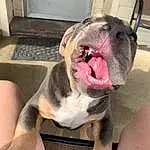 Dog, Dog breed, Carnivore, Jaw, Companion dog, Whiskers, Fawn, Snout, Wrinkle, Working Animal, Comfort, Collar, Furry friends, Canidae, Paw, Tail, Bulldog, Terrestrial Animal, Foot