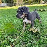 Plant, Dog, Dog breed, Carnivore, Tree, Working Animal, Companion dog, Fawn, Grass, Groundcover, Snout, Lawn, Tail, Shrub, Canidae, Grassland, Garden, Sky, Molosser
