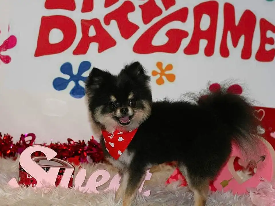 Dog, Dog Supply, Dog breed, Carnivore, Companion dog, Snout, Toy Dog, Font, Happy, Canidae, German Spitz Klein, Furry friends, Event, Pet Supply, Photo Caption, Paw, Logo, Pattern