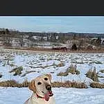 Snow, Dog, Sky, Carnivore, Dog breed, Collar, Freezing, Fawn, Companion dog, Dog Collar, Winter, Plant, Retriever, Landscape, Canidae, Pet Supply, Hunting Dog, Gun Dog, Working Dog