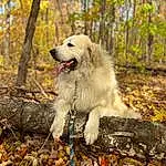 Dog, Plant, Carnivore, Leaf, Tree, Companion dog, Dog breed, Wood, Forest, Grass, Soil, Biting, Great Pyrenees, Autumn, Tail, Woodland, Working Dog, Natural Landscape, Furry friends