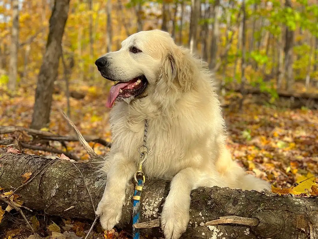 Dog, Plant, Carnivore, Leaf, Tree, Companion dog, Dog breed, Wood, Forest, Grass, Soil, Biting, Great Pyrenees, Autumn, Tail, Woodland, Working Dog, Natural Landscape, Furry friends