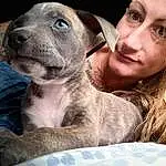 Dog, Canidae, Dog breed, Nose, Carnivore, Puppy love, Snout, Pit Bull, Selfie, Fawn, Companion dog, Non-sporting Group, American Pit Bull Terrier, Puppy, Great Dane, Catahoula Bulldog