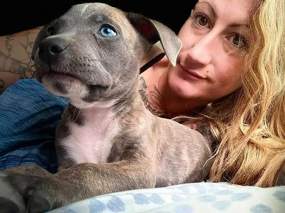 Dog, Canidae, Dog breed, Nose, Carnivore, Puppy love, Snout, Pit Bull, Selfie, Fawn, Companion dog, Non-sporting Group, American Pit Bull Terrier, Puppy, Great Dane, Catahoula Bulldog